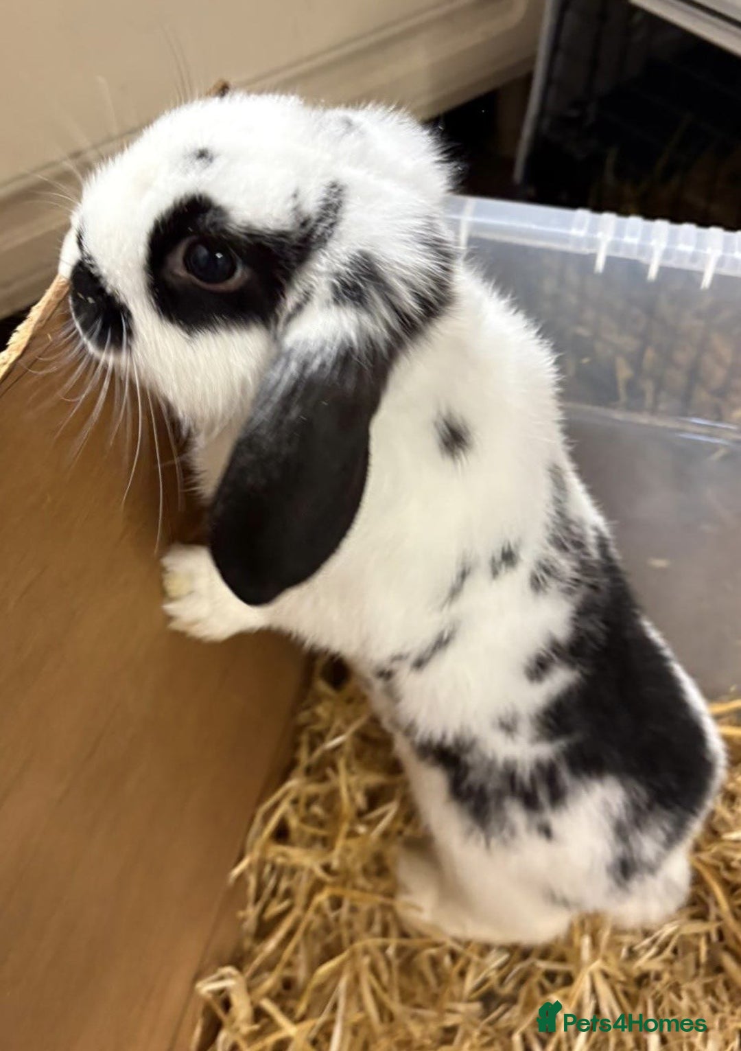 Mixed Breed rabbits for sale: Mini Lop X Netherland Dwarf - Advert 1