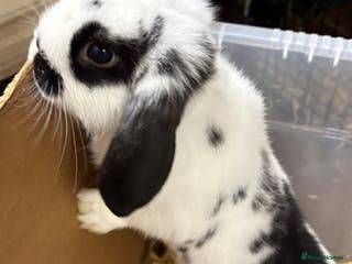 Mixed Breed rabbits Mini Lop X Netherland Dwarf - Advert 1