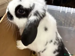 Mixed Breed rabbits Mini Lop X Netherland Dwarf - Advert 16