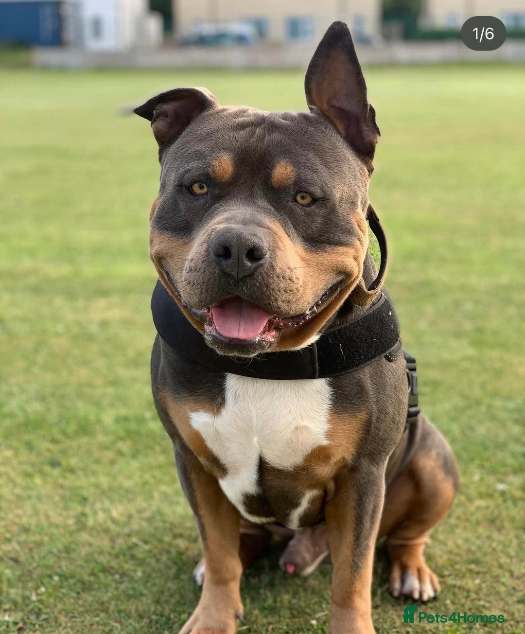 American Bulldog dogs for sale: Gunner  - Image 1