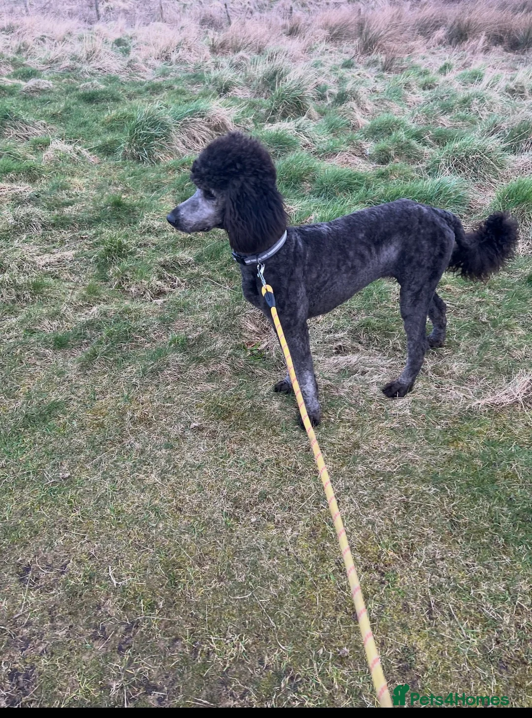 Labradoodle dogs for sale: Gorgeous labradoodle puppies - Advert 1