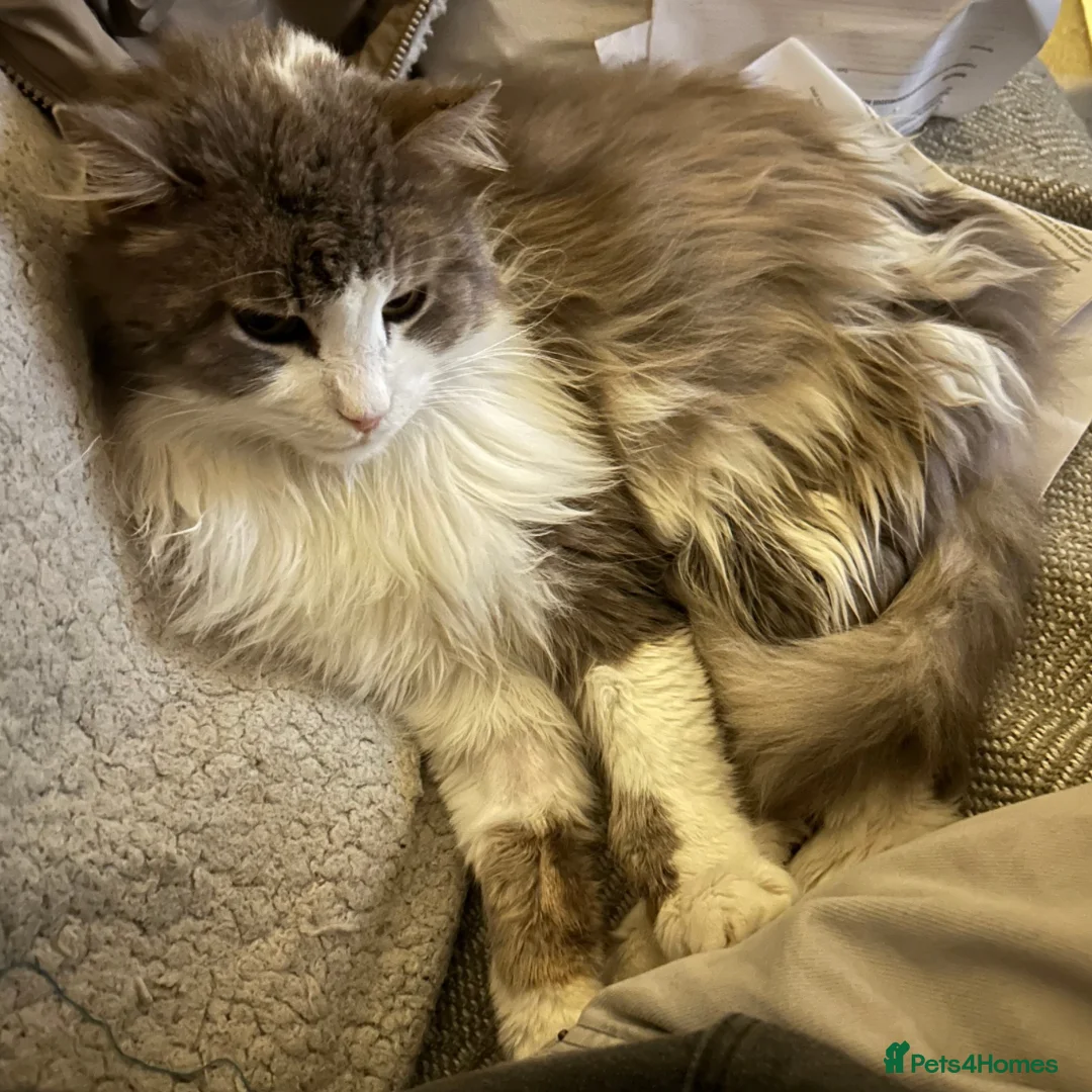 Mixed Breed cats for sale: Ex-stray rescue 5 year old (estimate) cat - Advert 2