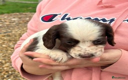 English Springer Spaniel dogs for sale: Springer spaniel puppies - Image 5
