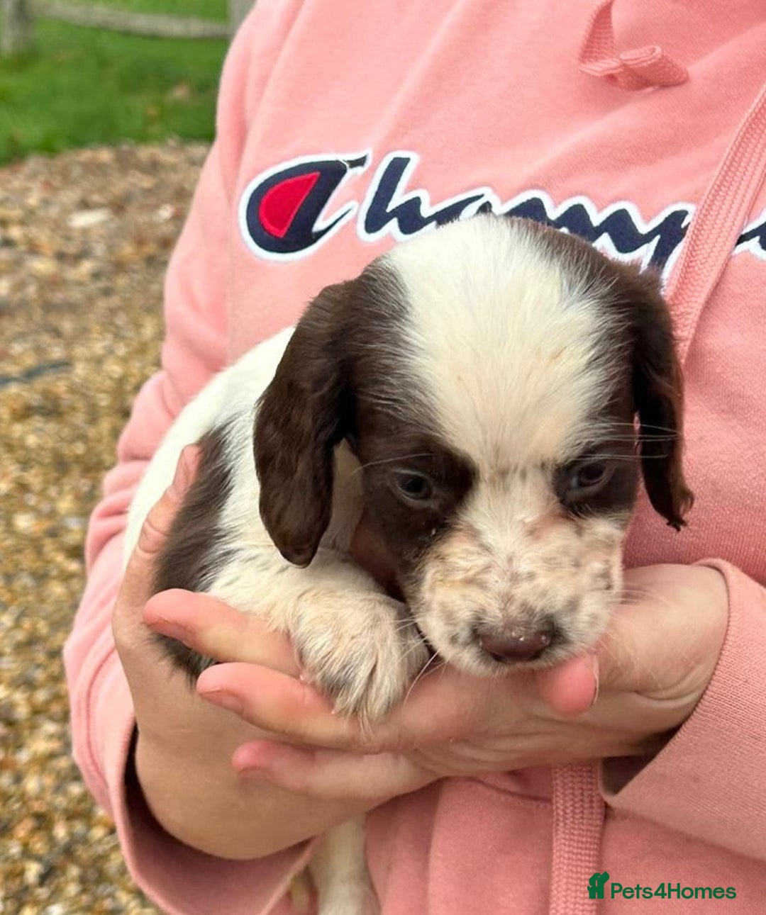 English Springer Spaniel dogs for sale: Springer spaniel puppies - Image 5