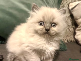 Ragdoll cats 4 beautiful Ragdool kittens available for booking - Advert 4