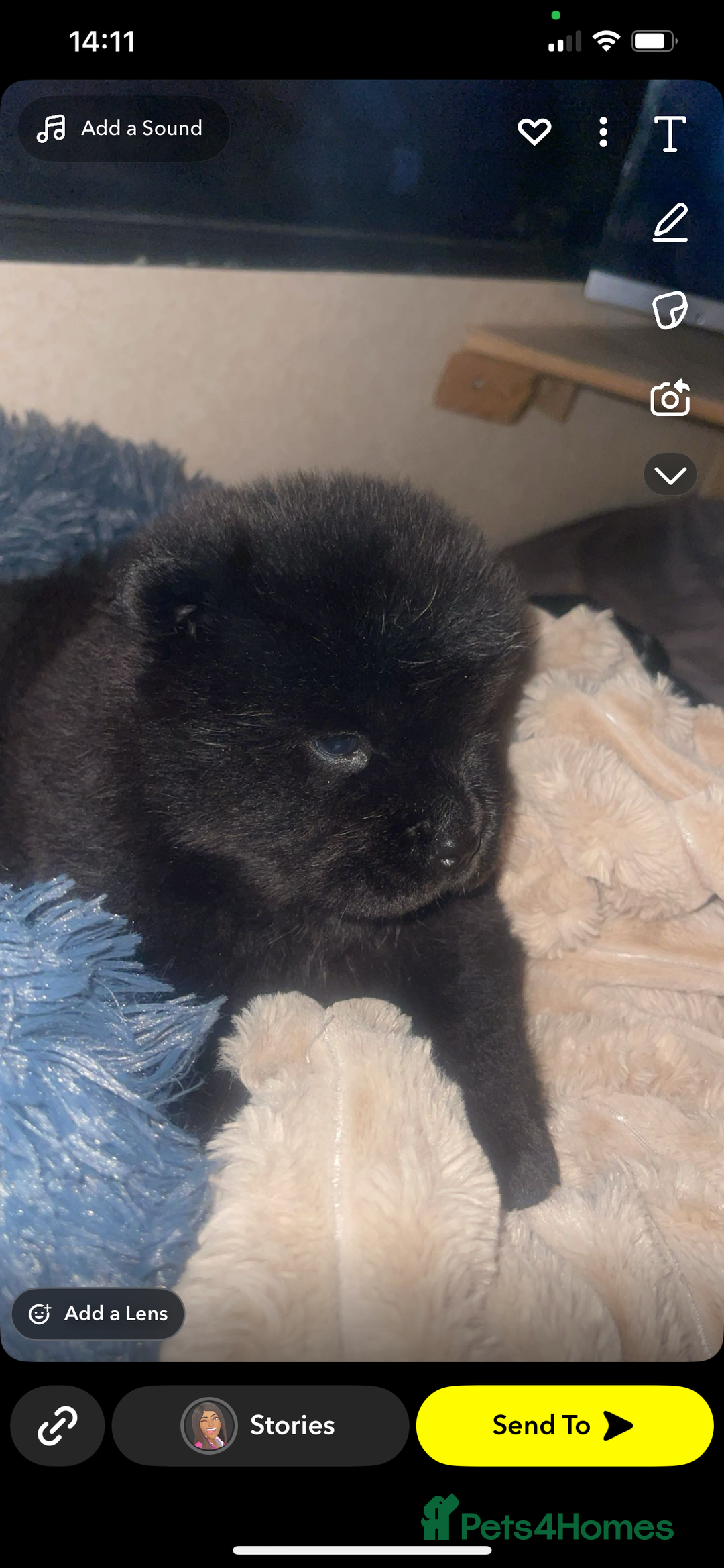 Chow Chow dogs for sale: 8 week old chow chow  - Image 1