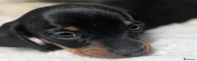 Miniature Dachshund Puppy 2