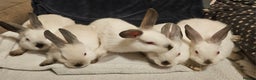 Californian rabbits for sale: Californian bunnies - Advert 1