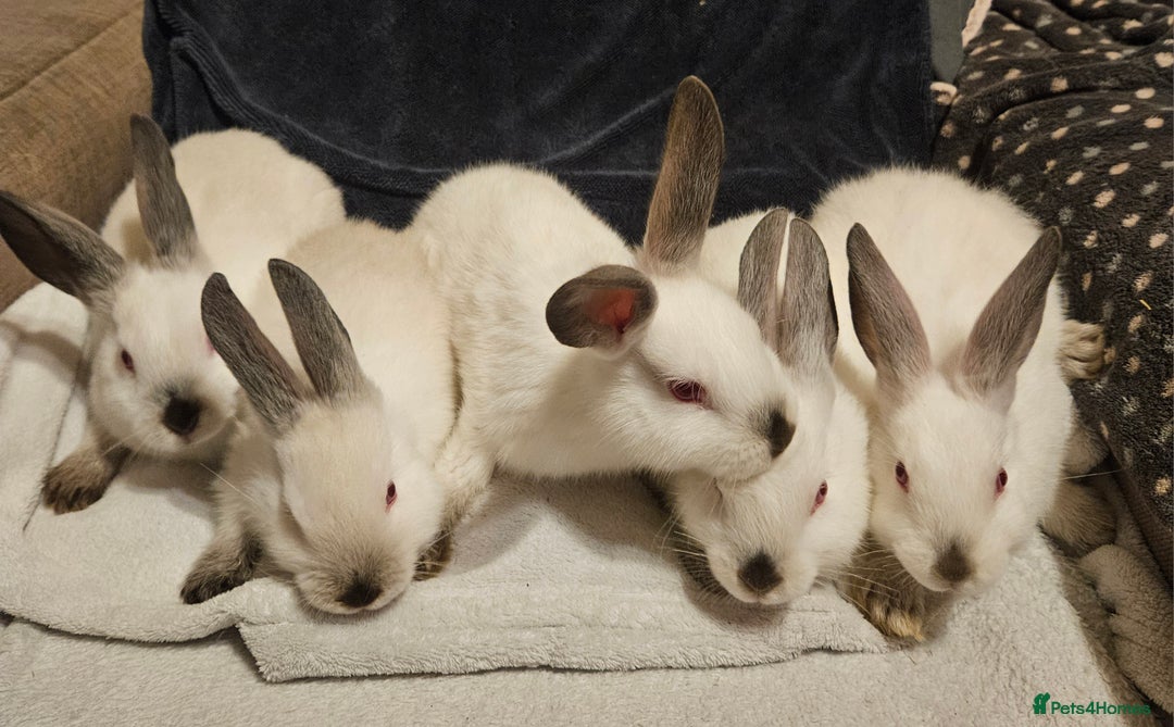 Californian rabbits for sale: Californian bunnies - Advert 1