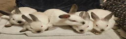 Californian rabbits for sale: Californian bunnies - Advert 1