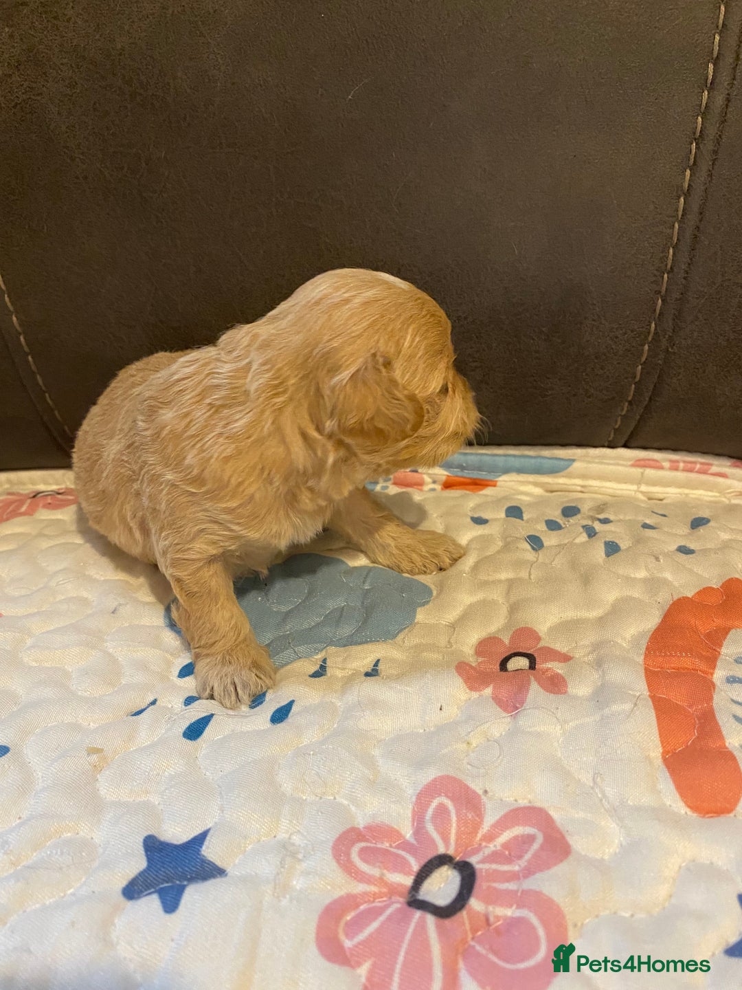 Maltipoo dogs for sale: Adorable Maltipoos Puppies  - Advert 13