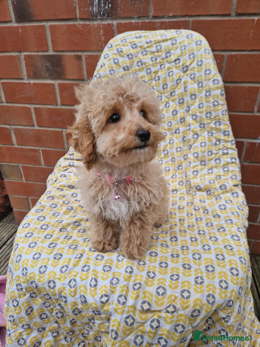 Cockapoo dogs for sale: F1BB Apricot Cockapoo Puppies. - Image 8