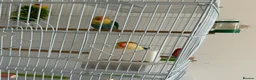 Lovebirds birds for sale: pair love birds with cage - Advert 8