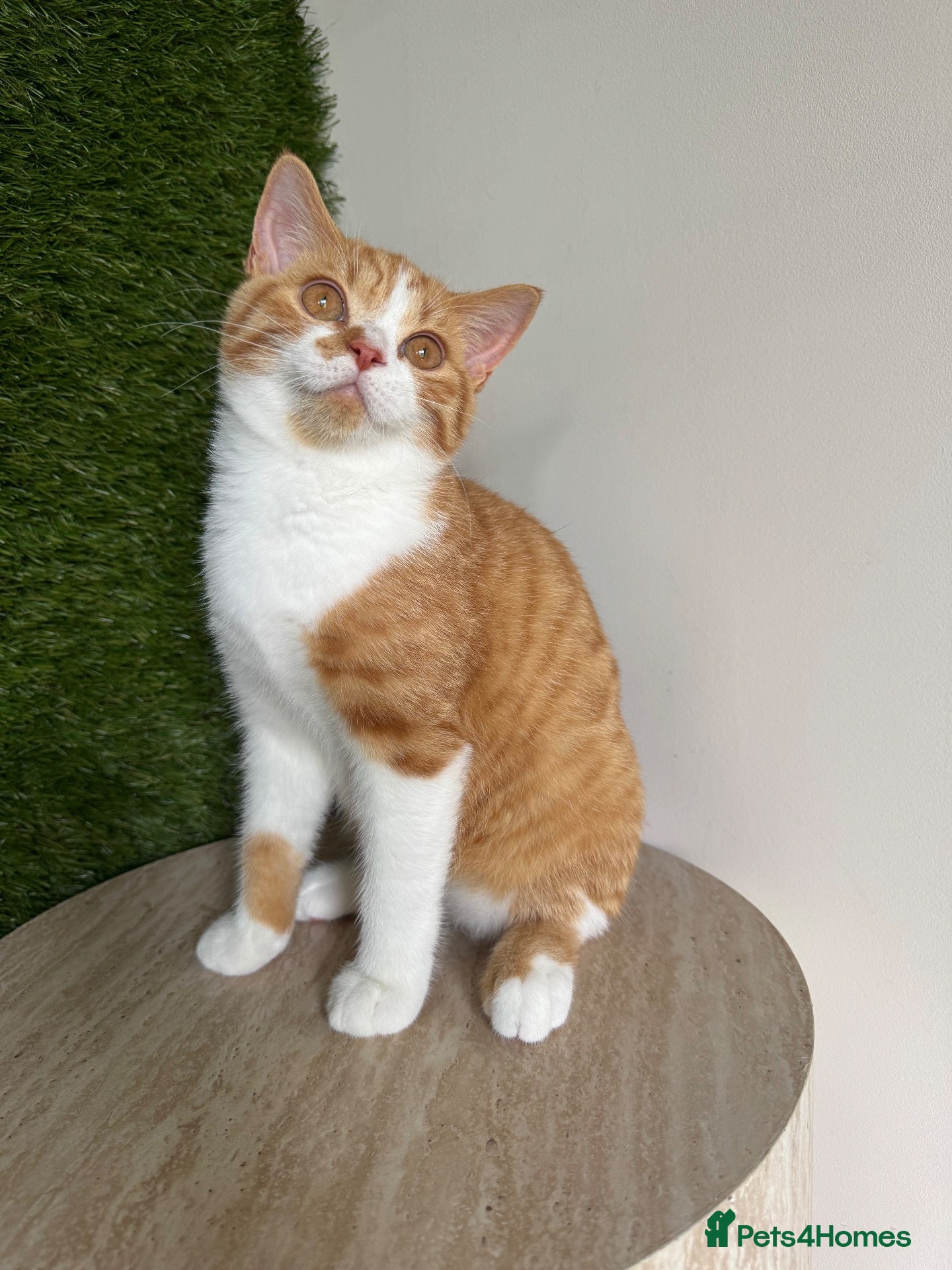 British Shorthair cats Stunning red & white boy gccf reg  - Advert 1