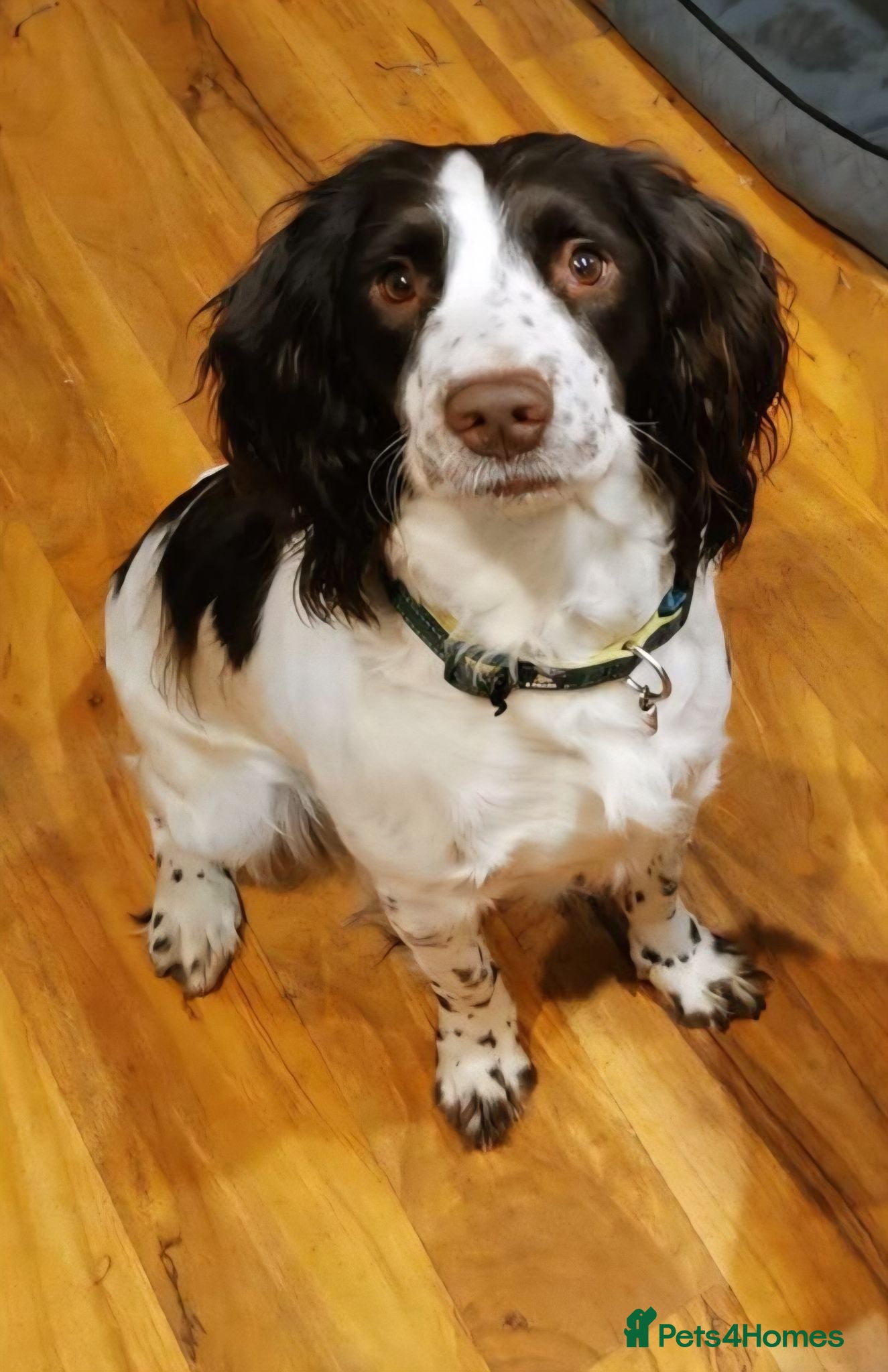 English Springer Spaniel dogs KC registered English Springer Spaniels - Advert 1