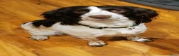 English Springer Spaniel dogs for sale: KC registered English Springer Spaniels - Advert 2