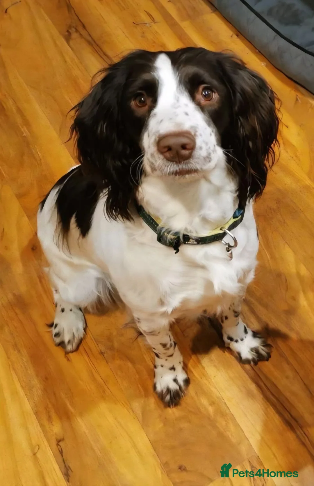 English Springer Spaniel dogs for sale: KC registered English Springer Spaniels - Advert 2