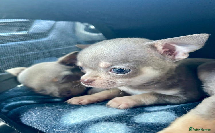 Chihuahua dogs - Advert 4