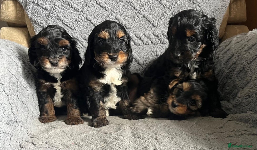 Mixed Breed dogs for sale: Poodle x Biewer terrier boys  - Image 2