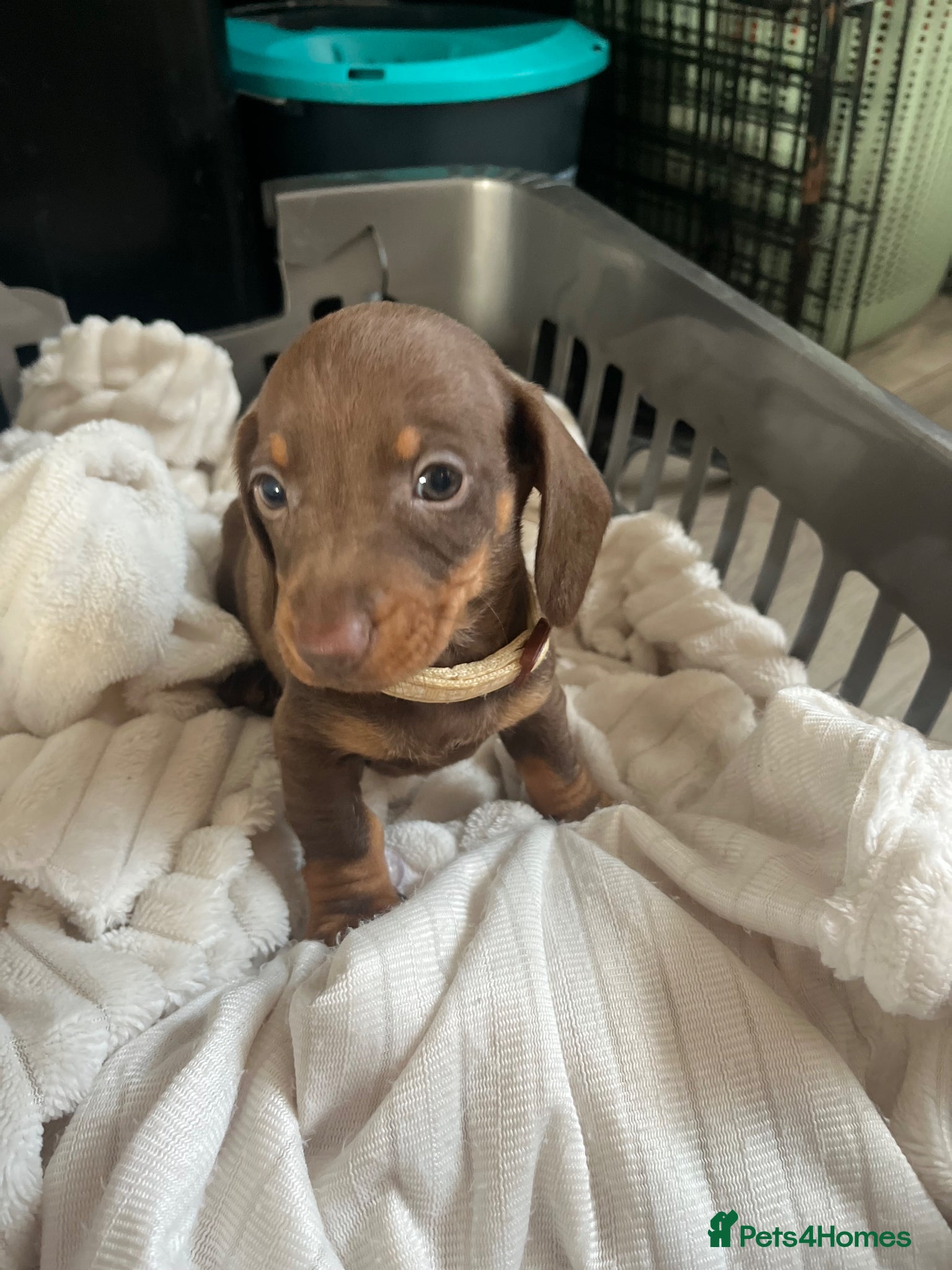 Miniature Dachshund dogs !! Reduced !! 3 girls Miniture dachshund - Advert 4