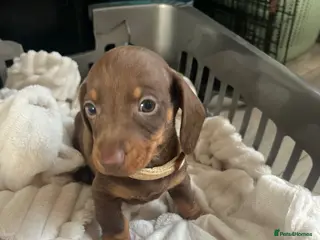 Miniature Dachshund dogs !! Reduced !! 3 girls Miniture dachshund - Advert 4