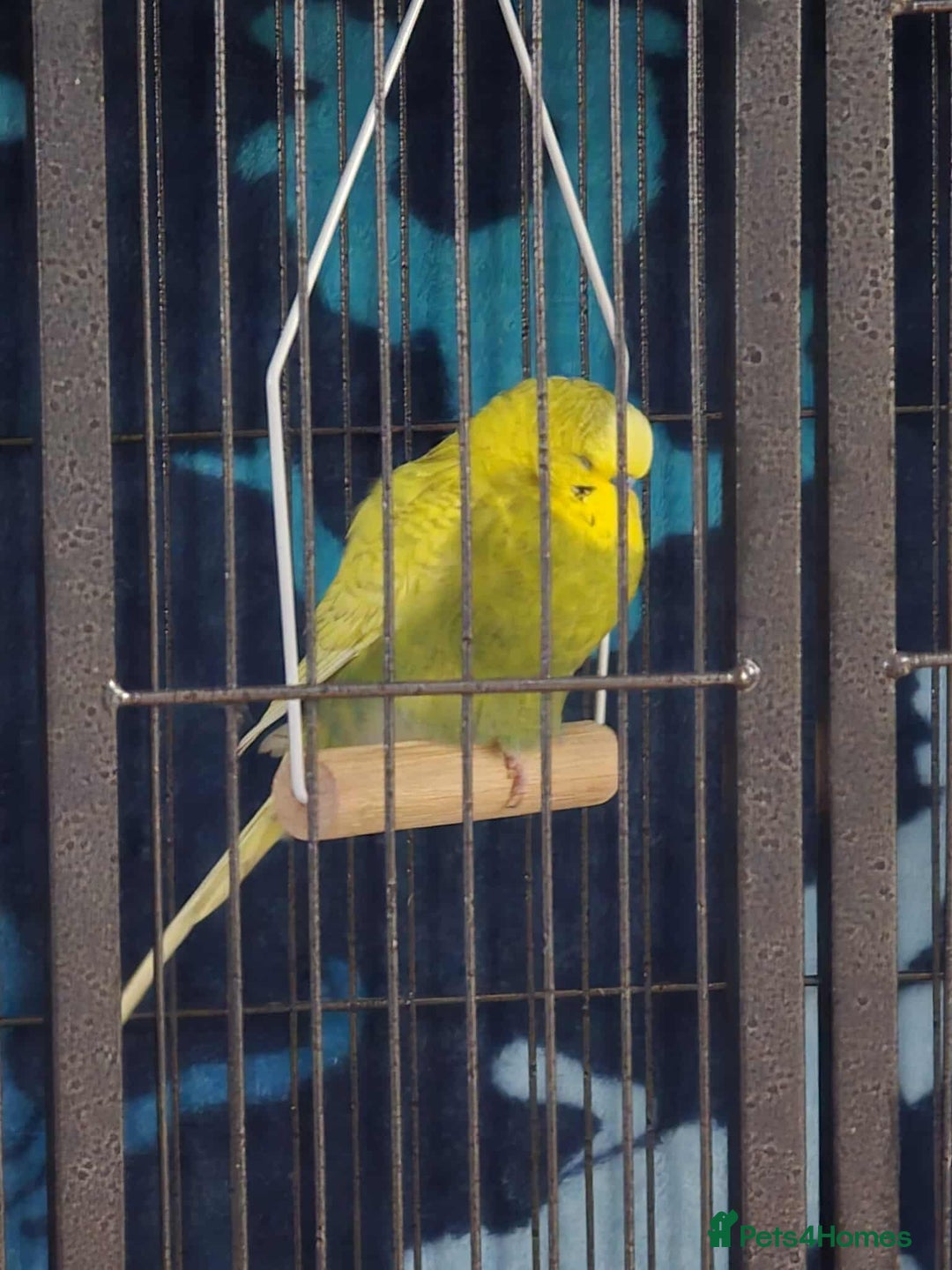 Budgerigars birds for sale: 4 Mixed Male Budgies For Sale - Image 3
