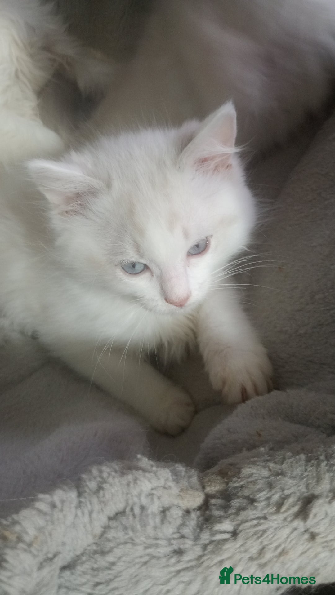 Ragdoll cats for sale: Beautiful full ragdoll kittens £695 - Advert 18