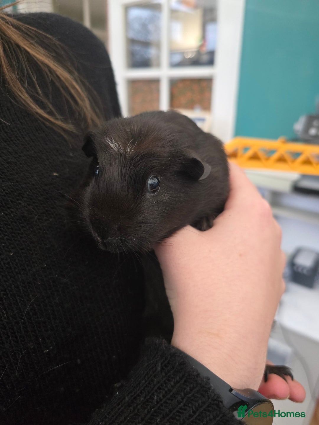 Guinea Pig rodents for sale: Female guineapigs for sale  - Advert 4