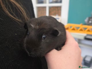 Guinea Pig rodents Female guineapig - Advert 2