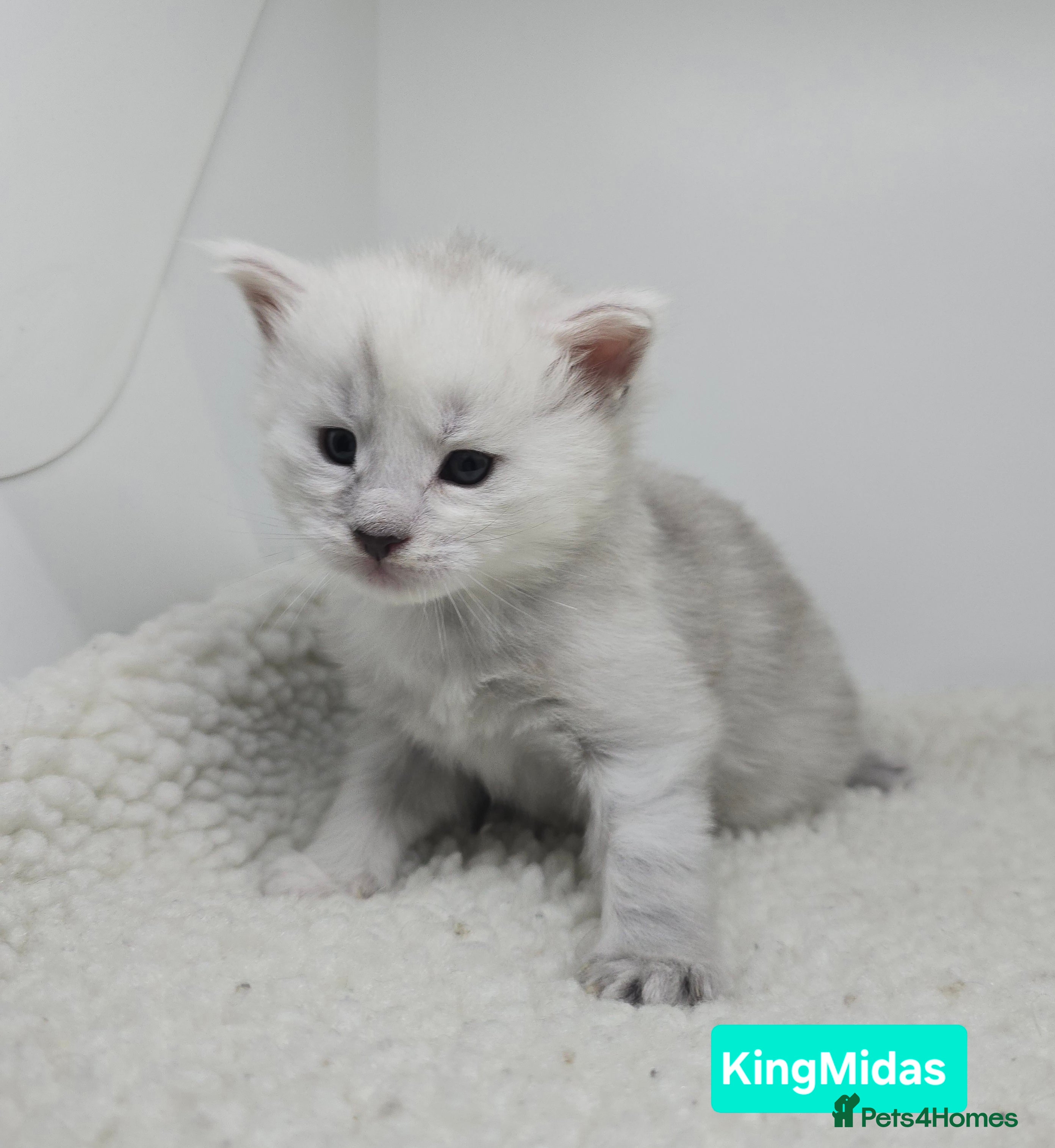 Maine Coon cats Rare Stunning Blue Shaded Maine Coon Kitten - Advert 1