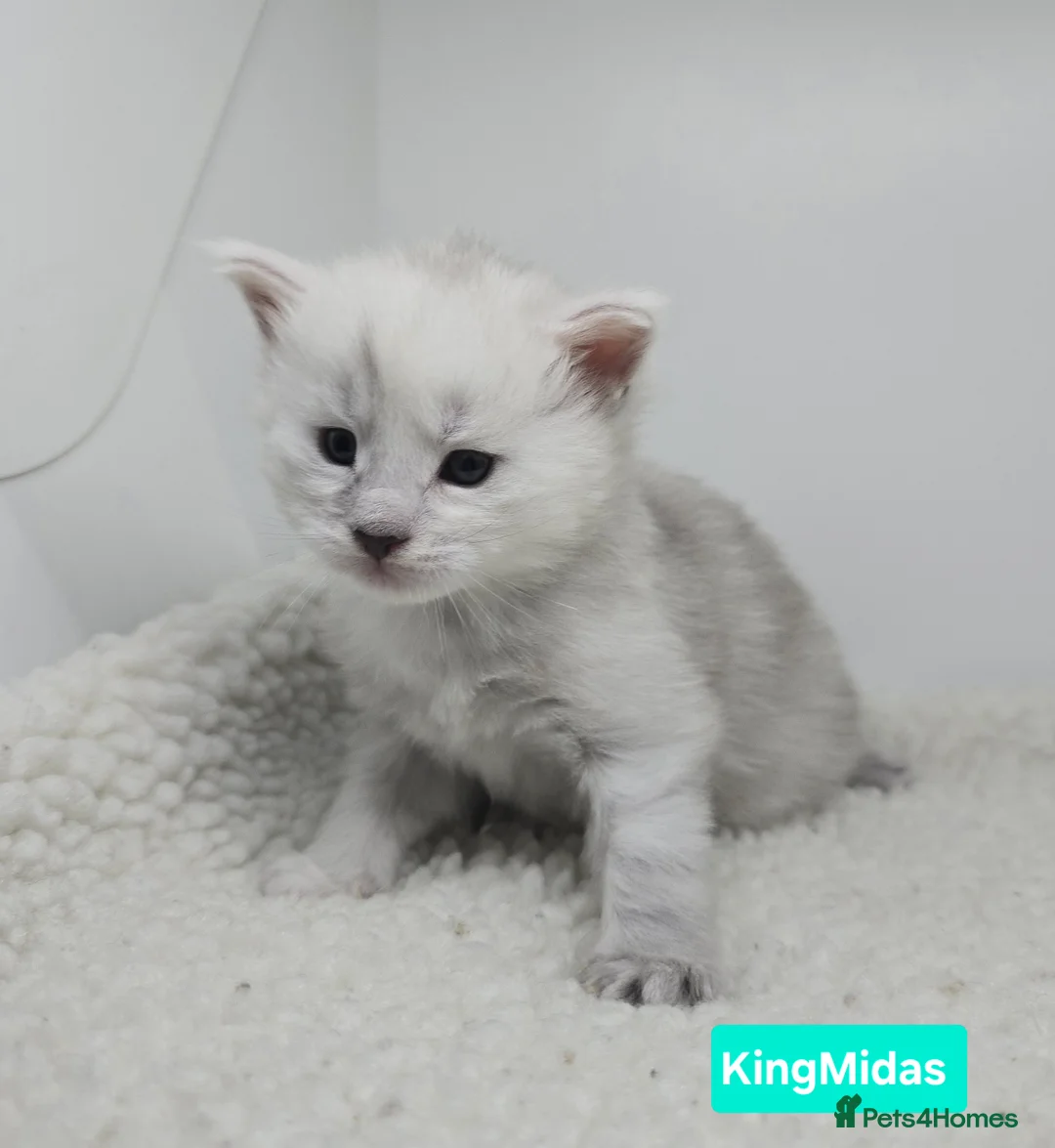 Maine Coon cats for sale: Rare Stunning Blue Shaded Maine Coon Kitten - Advert 1