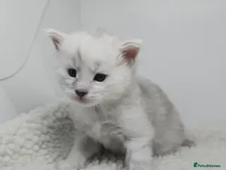 Maine Coon cats Rare Stunning Blue Shaded Maine Coon Kitten - Advert 1