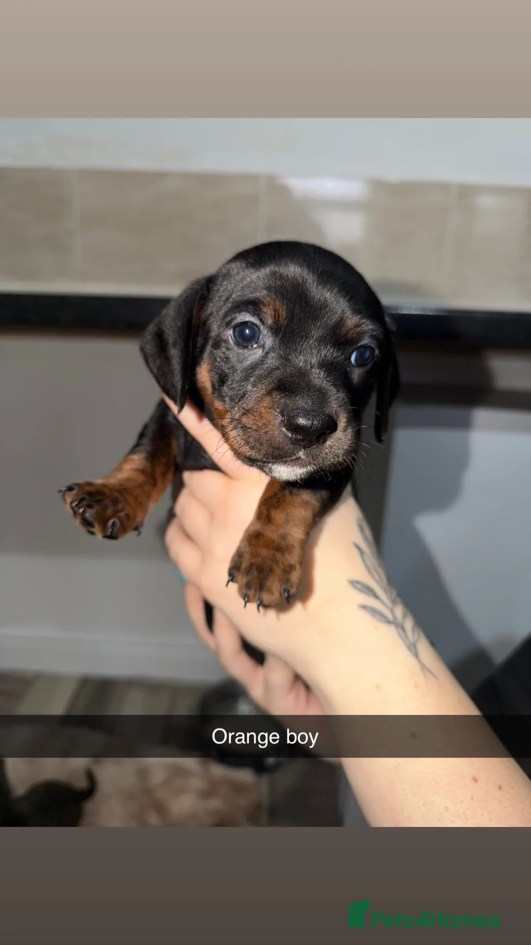 Mixed Breed dogs for sale: Staffy/miniature dachshund pups  - Advert 9