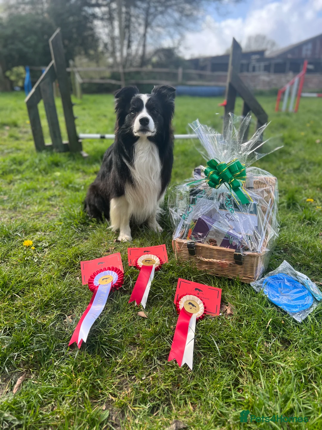 Border Collie dogs for stud: Border collie for stud - Advert 2
