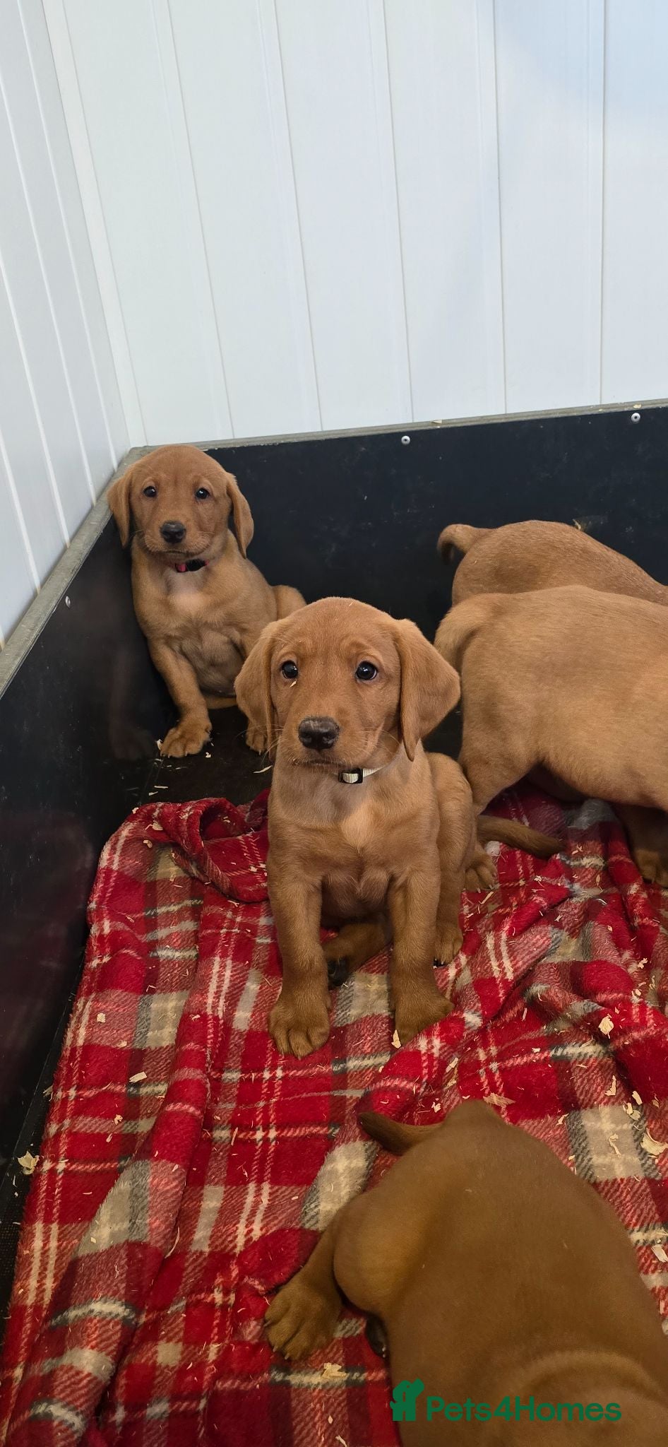 Labrador Retriever dogs Kc registered labrador puppies - Advert 2