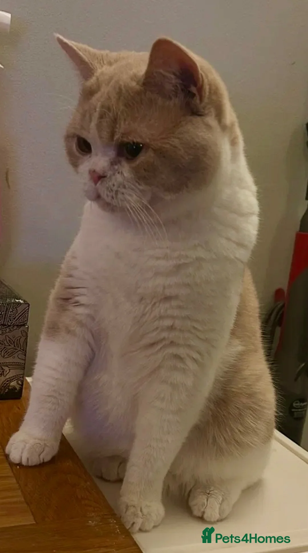 British Shorthair cats for sale: Bicolour Cream/White British Shorthair Male - Advert 1