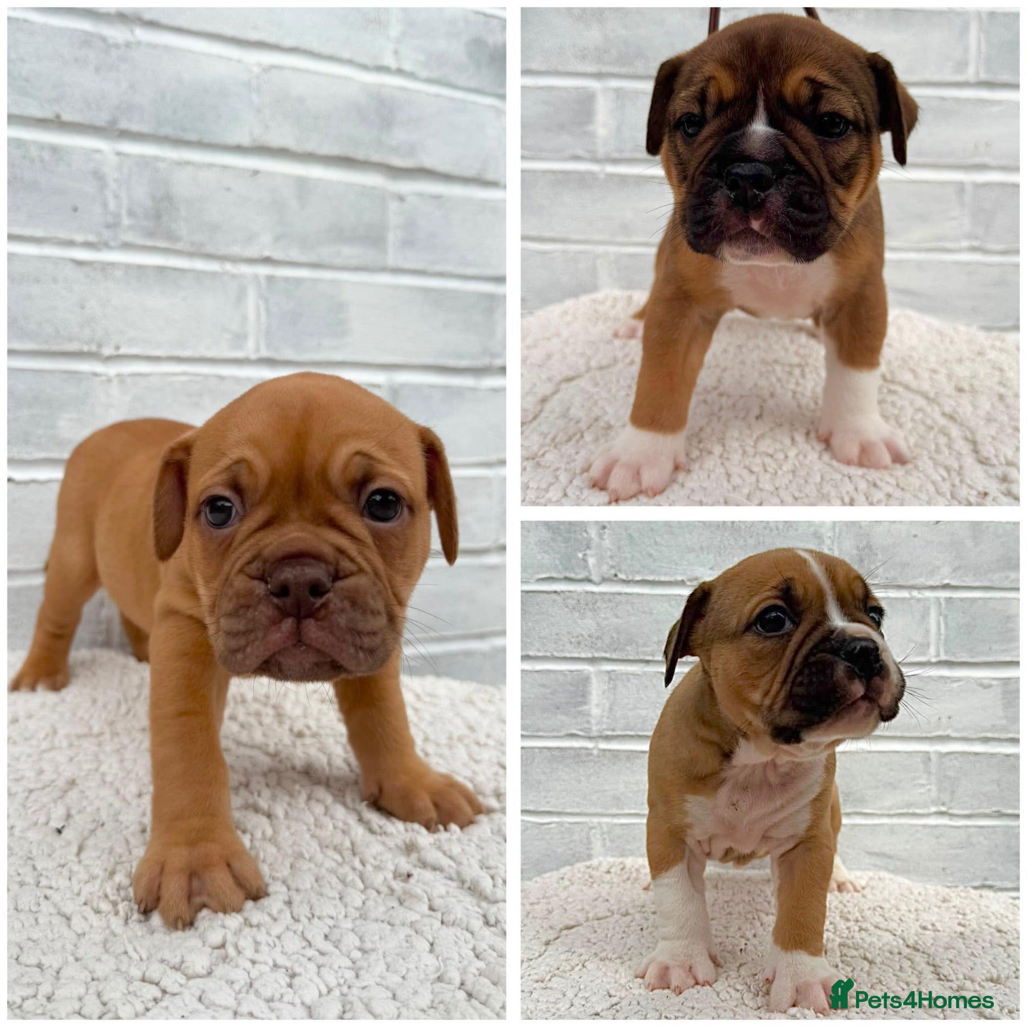 Olde English Bulldogge dogs Champion, Health Tested Parents, OEB puppies - Advert 1