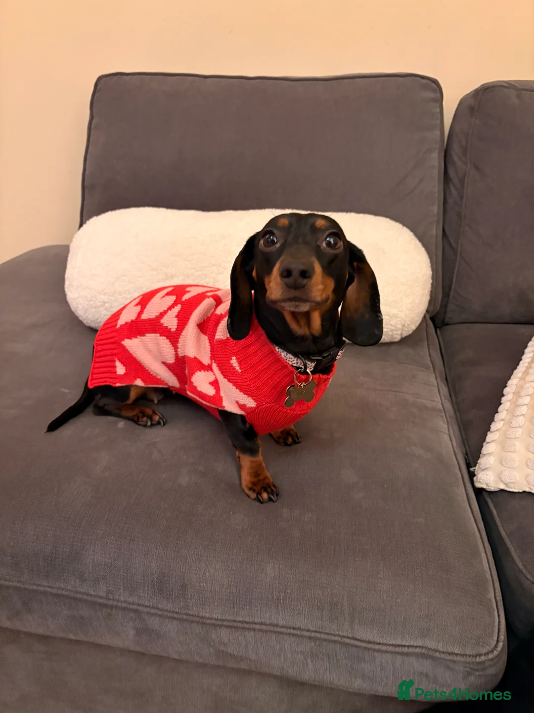 Miniature Dachshund dogs for sale: Female Miniature Dachshund  in ELY - Advert 1