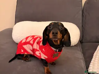 Miniature Dachshund dogs Female Miniature Dachshund - Advert 1