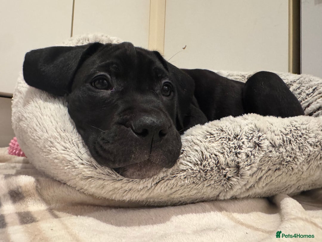 Cane Corso dogs for sale: Cane corso puppy’s  - Advert 6