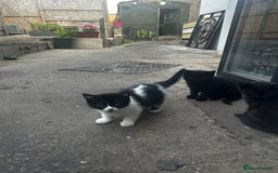 Mixed Breed cats for sale: 3 female kittens ready to go  - Image 13