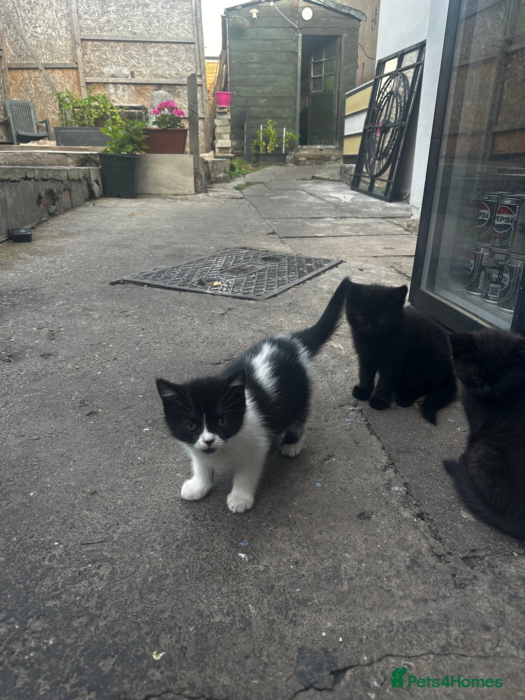 Mixed Breed cats for sale: 3 female kittens ready to go  - Image 13