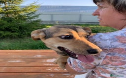 Mixed Breed dogs for adoption: 💖🐶 LOLLY 🐶💖 - Image 11