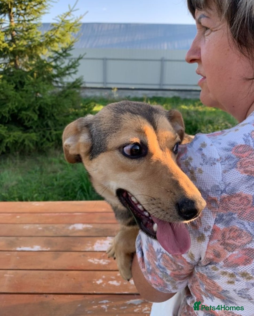 Mixed Breed dogs for adoption: 💖🐶 LOLLY 🐶💖 - Image 11