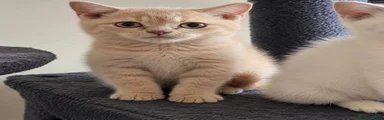 British Shorthair cream male 