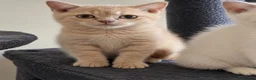 British Shorthair cats for sale: British shorthair kittens ready to leave soon  - Advert 2