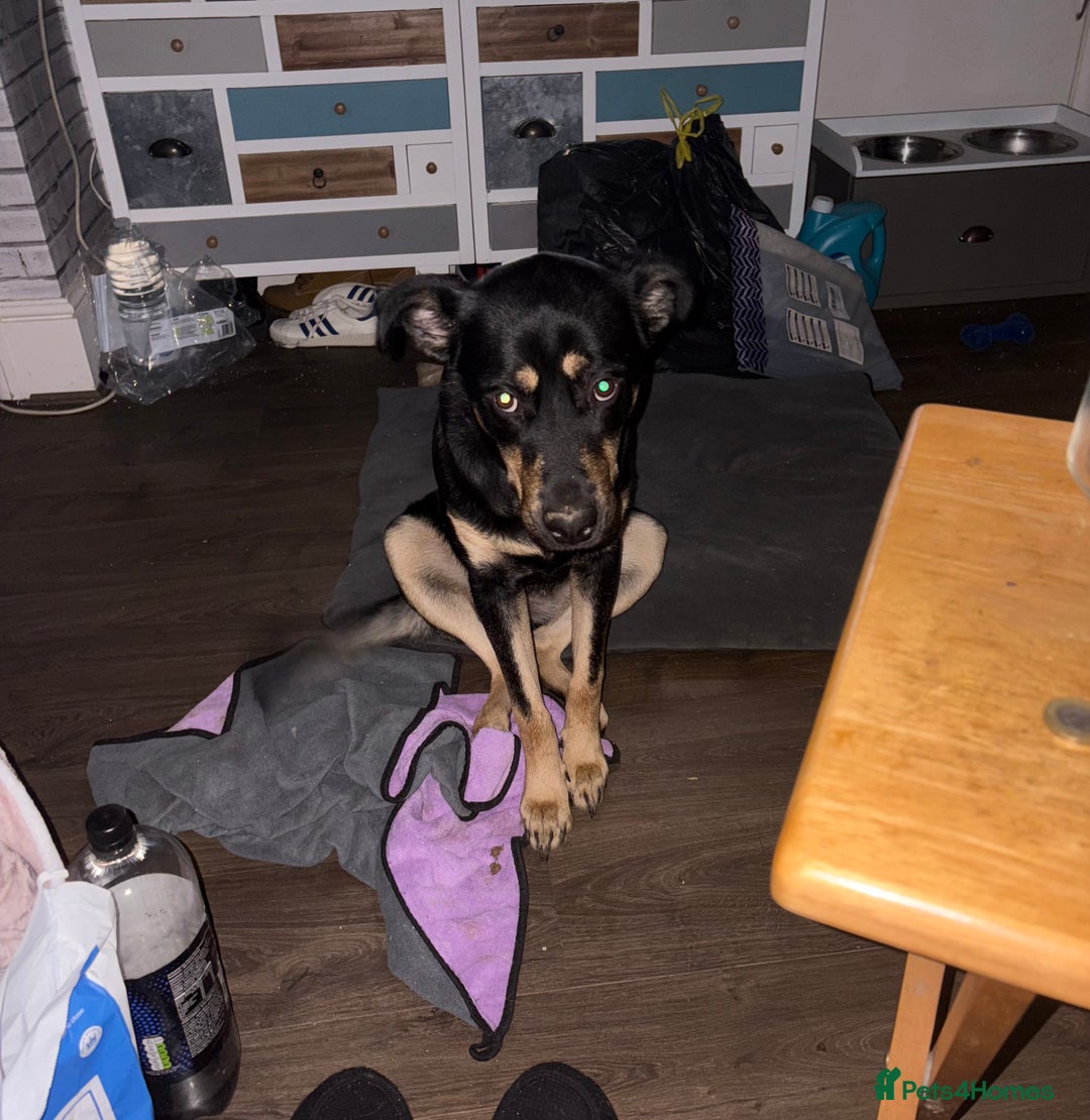 Mixed Breed dogs for sale: Rox looking for new home - Advert 8