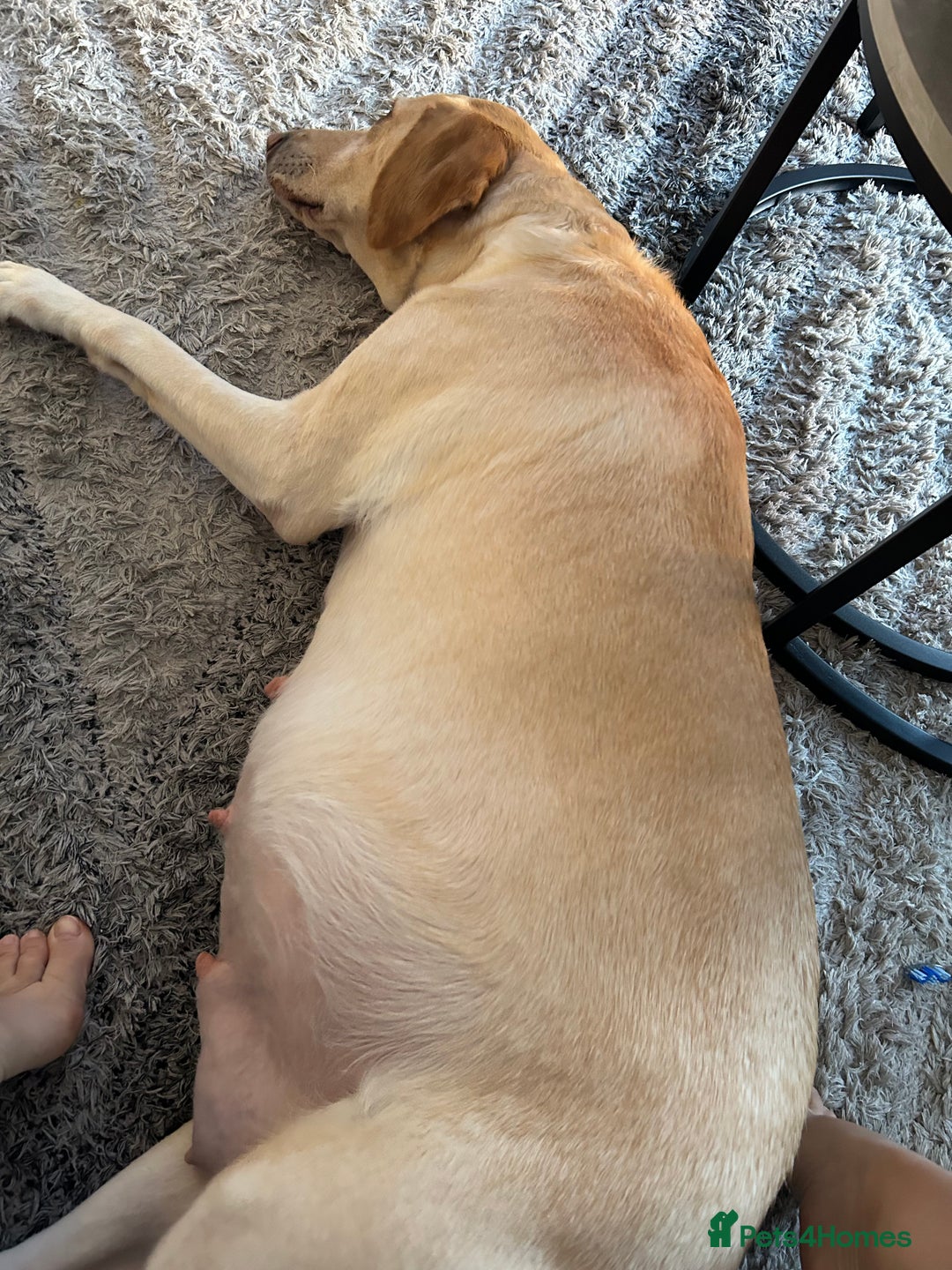 Labrador Retriever dogs for sale: Beautiful Fox Red Litter DUE 18th January  - Advert 6