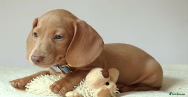 Miniature Dachshund dogs - Advert 8