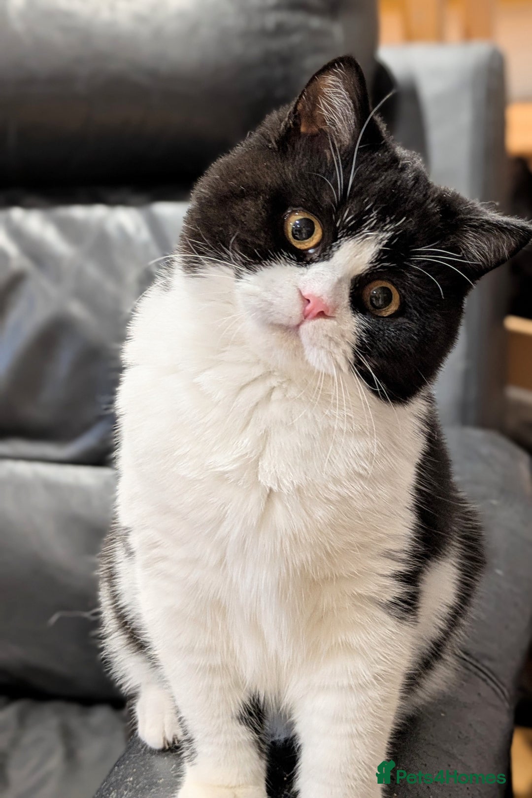 British Shorthair cats for sale: Gorgeous British Shorthair kitten - Advert 4